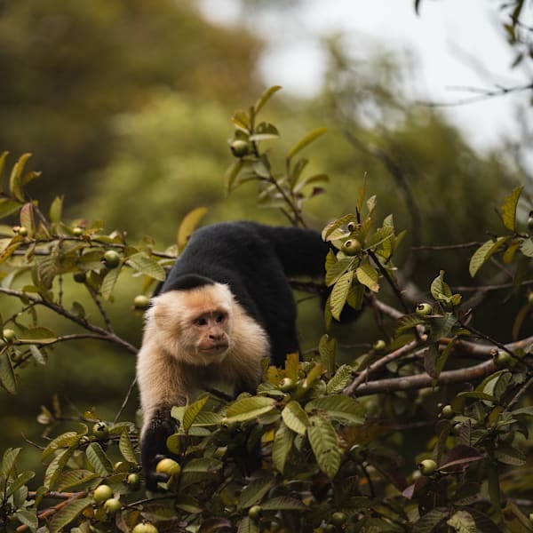 Costa Rica & Panama: Road Adventure zum Nebelwald!