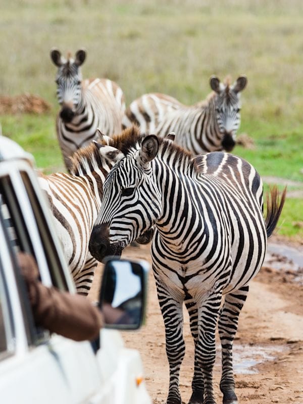 Untamed Kenya