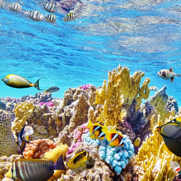 Australian van life: East Coast and sun-kissed wonders!