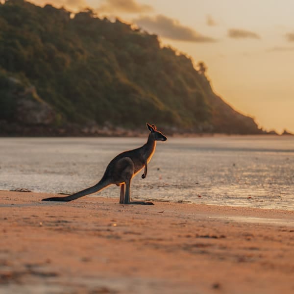 Around the world: Australia and South Africa!